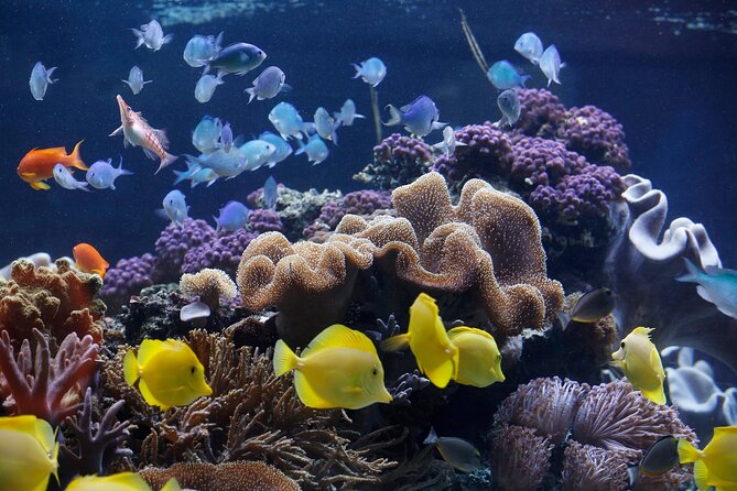 SEA LIFE Speyer Admission Ticket - Ticket Value and the Real Cost Question (26.41 Per Person)