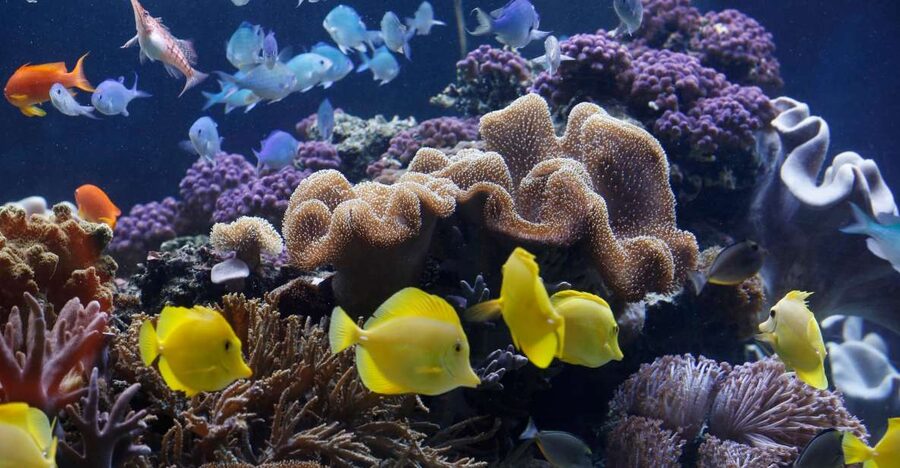 Sea Life Speyer Ticket - Key things you should know before you go