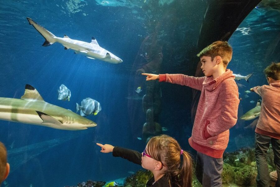 Sea Life Speyer Ticket - Marty and the tropical ocean: the moment most people remember
