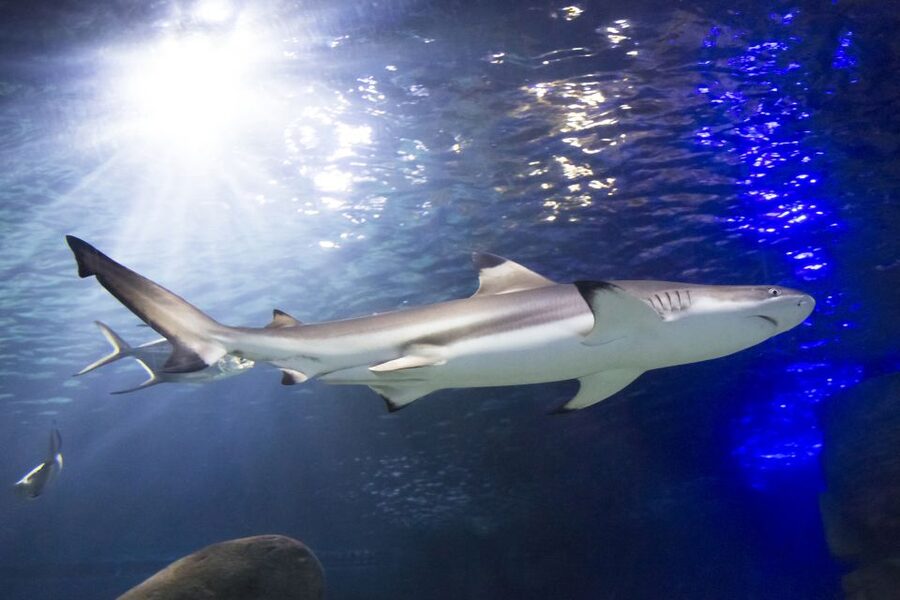 Sea Life Speyer Ticket - Shark-nursery time: learning without turning it into a lecture