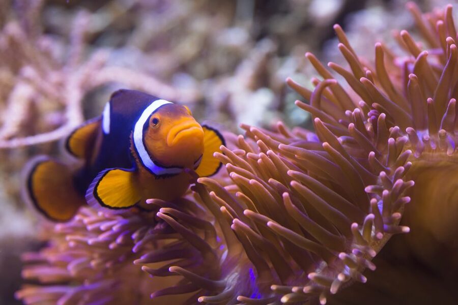 Sea Life Speyer Ticket - Family-friendly design: quizzes, participation, and quick wins