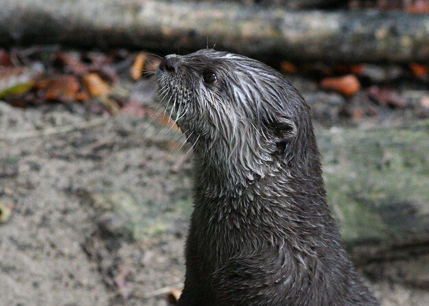SEA LIFE Timmendorfer Strand Admission Ticket - Key highlights worth knowing before you go