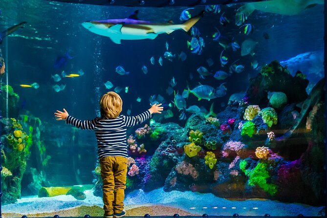 SEA LIFE Timmendorfer Strand Admission Ticket - Your ticket value: what you get for about $20