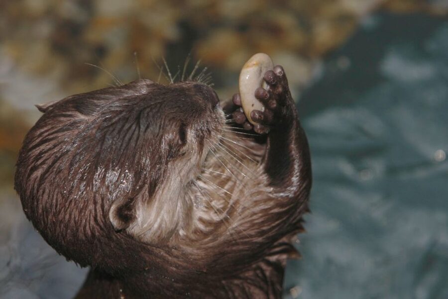 SEA LIFE Timmendorfer Strand Ticket - Getting there by car or train, plus smart timing near the pier