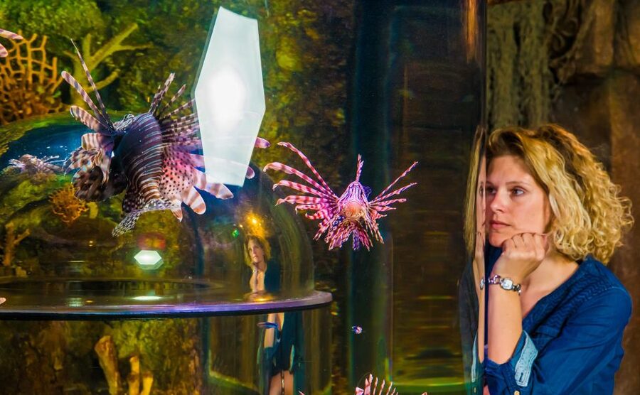 SEA LIFE Timmendorfer Strand Ticket - Live feedings every day, and how to use them smartly