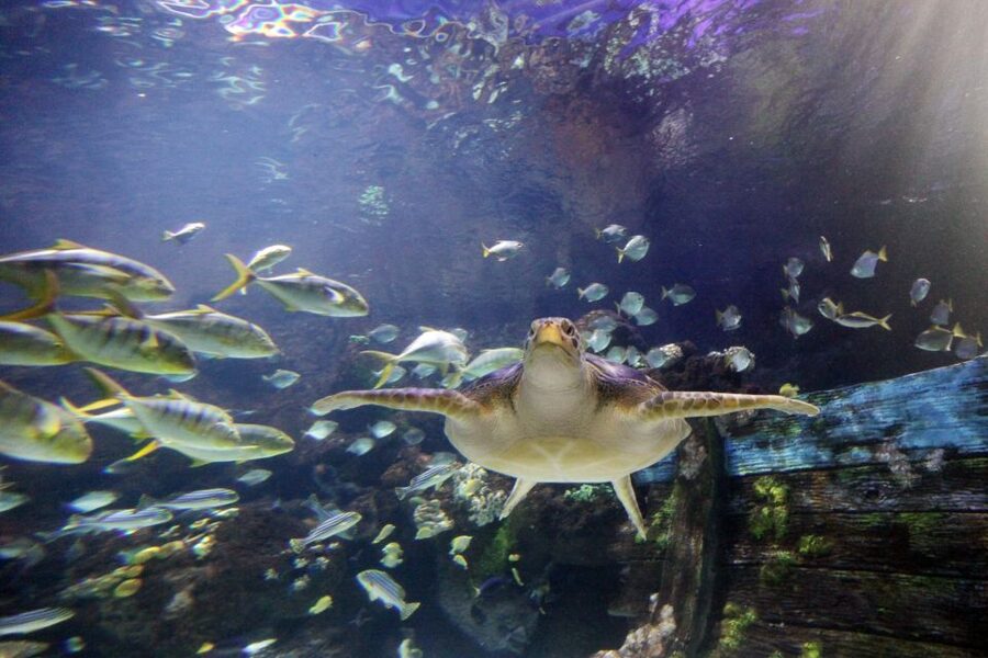 SEA LIFE Timmendorfer Strand Ticket - The transparent tunnel: face-to-face with sharks and a green sea turtle