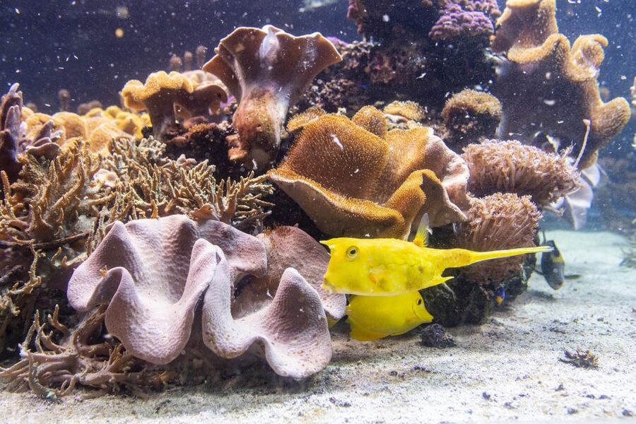 SEA LIFE Timmendorfer Strand Ticket - More than 2,500 animals across 12 exhibition areas