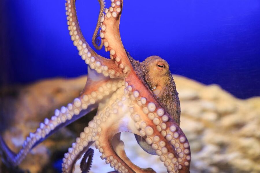 SEA LIFE Timmendorfer Strand Ticket - Conservation context: threatened species and why they are not returning