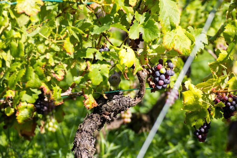 Stuttgart: Guided Vineyards Tour - Steinhalde vineyard walk with a traditional-clothes guide