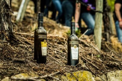 Guided Vineyards Tour