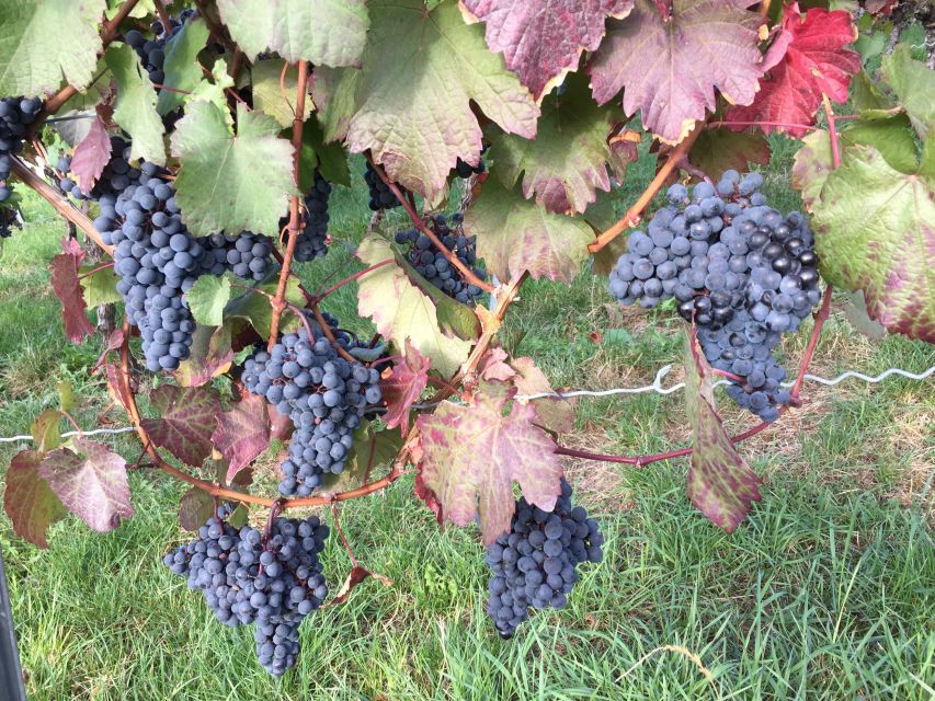 Stuttgart: Guided Wine Walk & Wine Tasting - Key highlights worth planning around