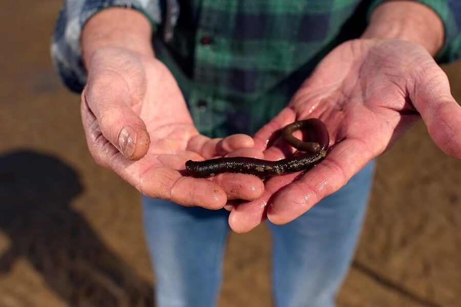 Sylt: Guided Mudflat Hike on the Island - Sylt’s Wadden Sea, in 2 Hours, With Jan Krüger