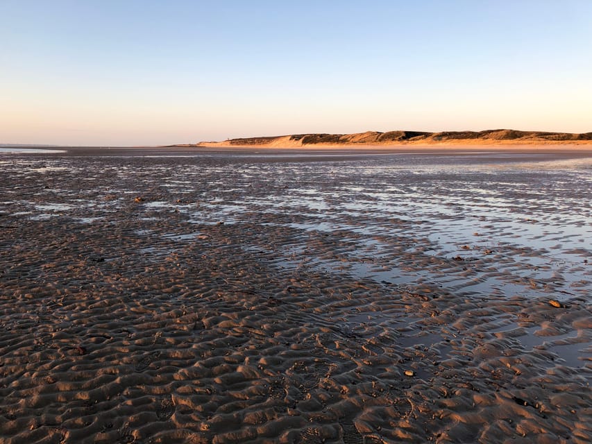 Sylt: Guided Mudflat Hike on the Island - What You’ll See Underfoot: Mussels, Crabs, Shrimp, and Birds