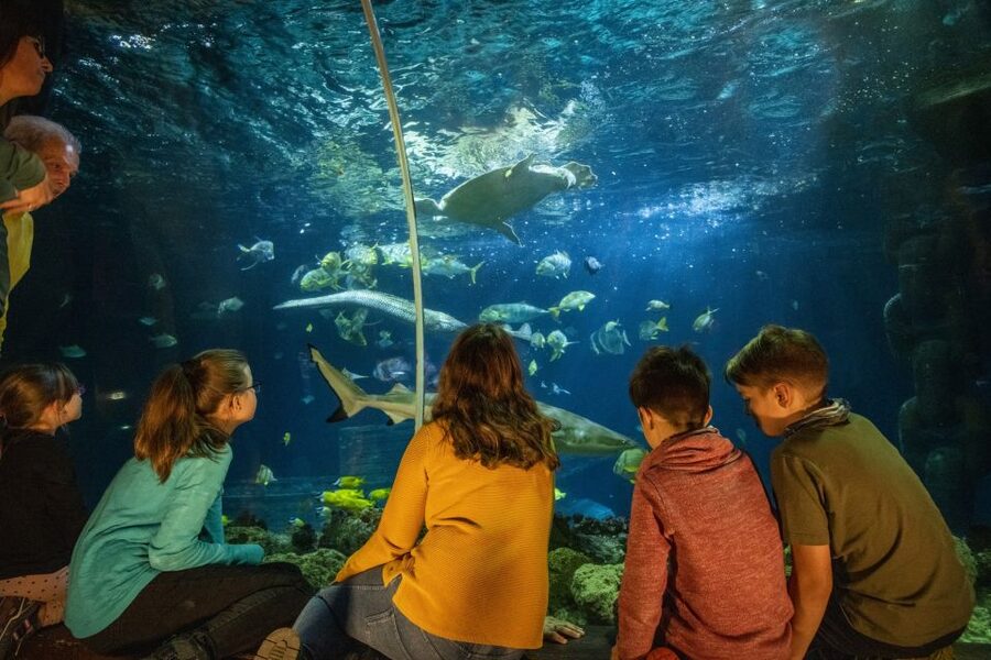 Ticket to SEA LIFE Konstanz - Who should book SEA LIFE Konstanz, and who should think twice