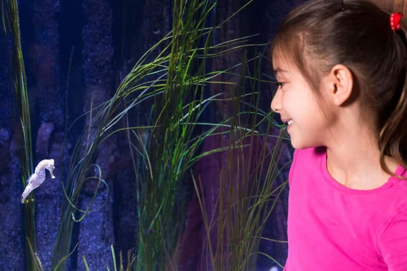 Ticket to SEA LIFE Konstanz - Lake Constance Museum of Natural History, included in your ticket