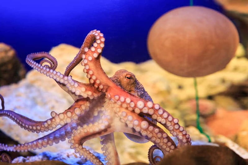 Ticket to SEA LIFE Konstanz - Practical logistics for a smooth one-day plan